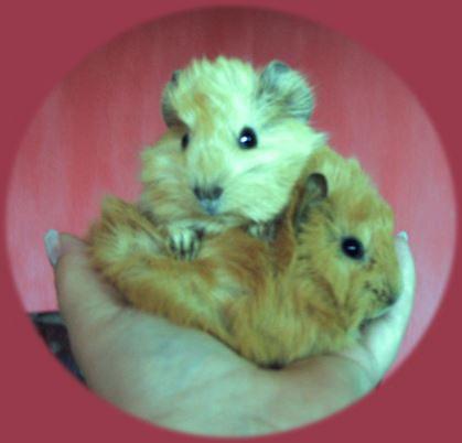 Meerschweinchennachwuchs