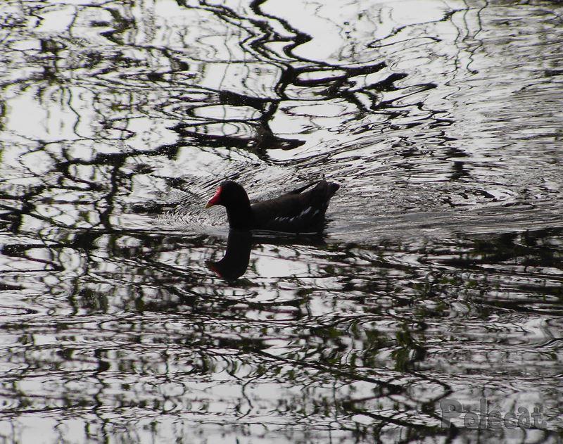 Bleßralle auf der Spree