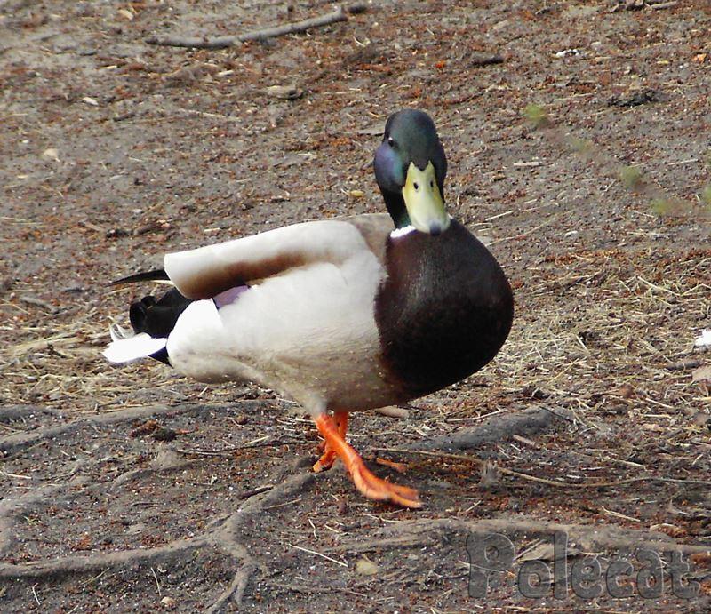 Ente am Spreeufer