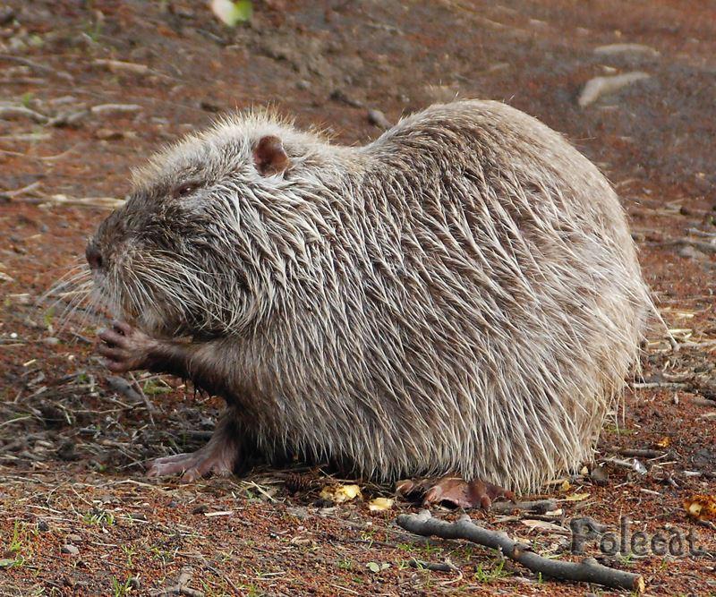 Nutria am Spreeufer